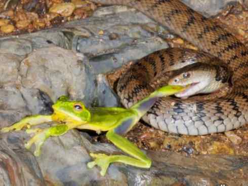 龙：传说的兽原型探秘（澳洲眼睛蛇类）