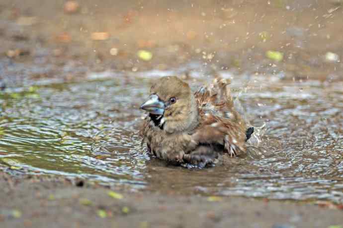 北京天坛公园的鸟类——洗浴中的锡嘴雀（3）