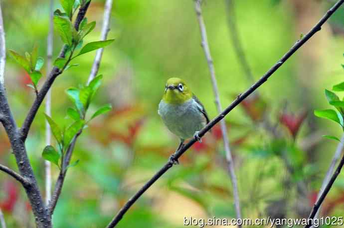 红胁绣眼鸟（12）