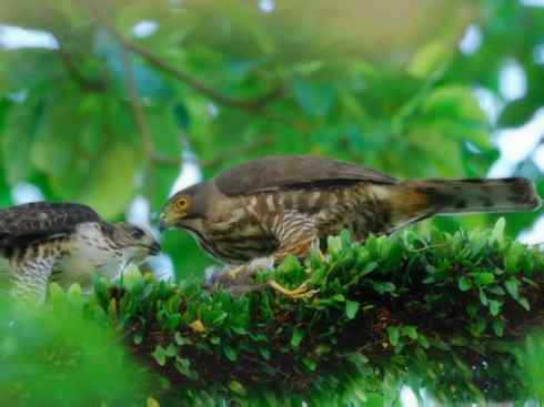 十大喜食蜂蜜动物:凤头蜂鹰 十大喜食蜂蜜动物:凤头蜂鹰