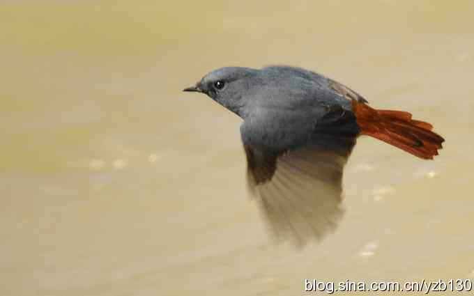 全方位观察红尾水鸲（组图）