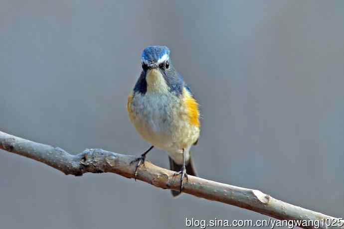 雄性红胁蓝尾鸲(28) 雄性红胁蓝尾鸲(28)