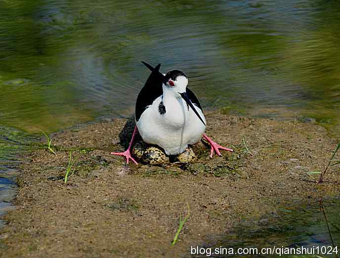 美丽优雅黑翅长脚鹬,就要当爸爸妈妈了