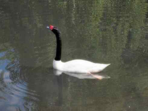 奇特的盔：黑颈天鹅