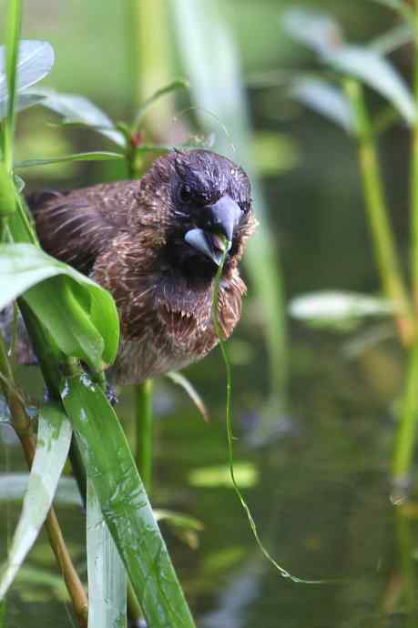 摄鸟拾趣 wbr wbr白腰文鸟（二）