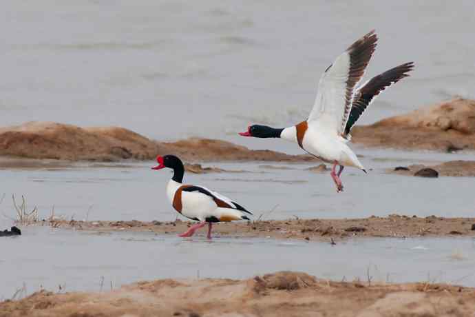 科尔沁湿地的翘鼻麻鸭 科尔沁湿地的翘鼻麻鸭