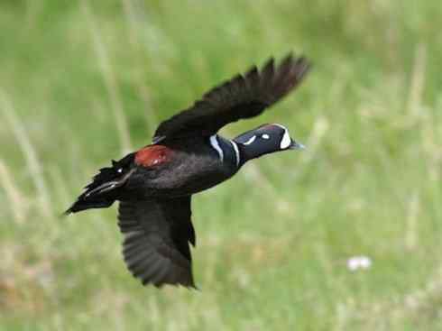 欣赏：美丽的海鸭