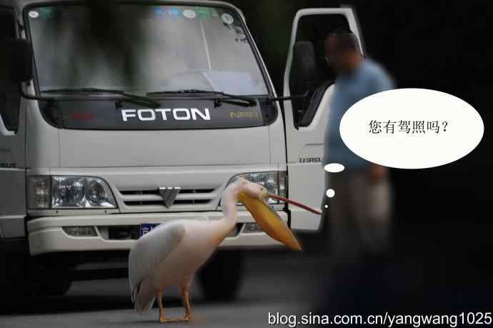 登陆巡游（纪实故事）