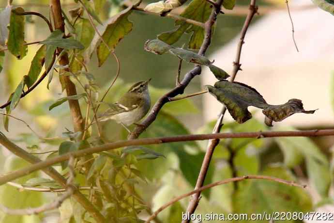 151.圣诞节送上12月份拍新鸟 151.圣诞节送上12月份拍新鸟