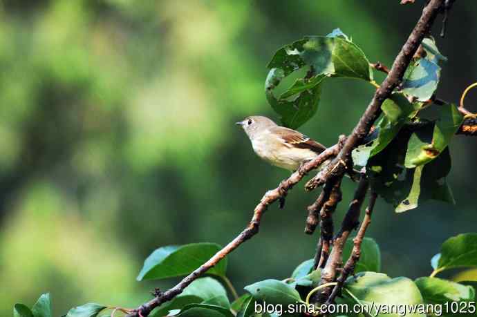 北京天坛公园的鸟类——北灰鹟（1）