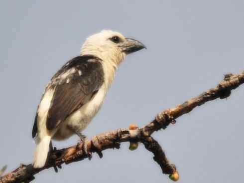 白头鸟系列：另类的美丽4