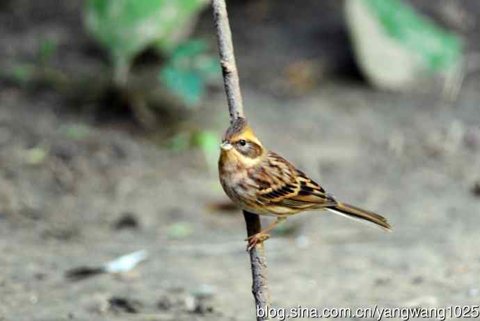 雌性黄喉鹀（3）