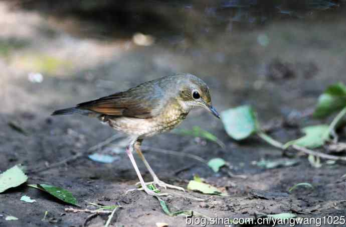 雌性蓝歌鸲（3）
