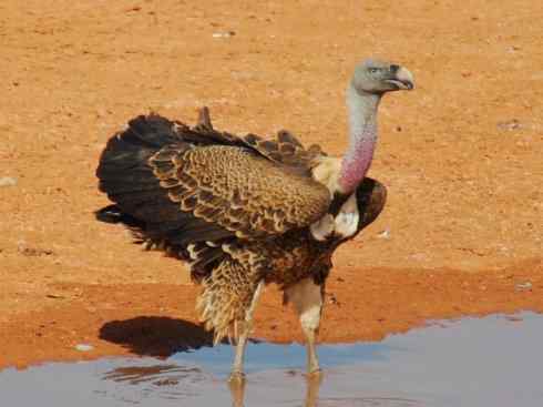 鸟类之最:大秃鹫