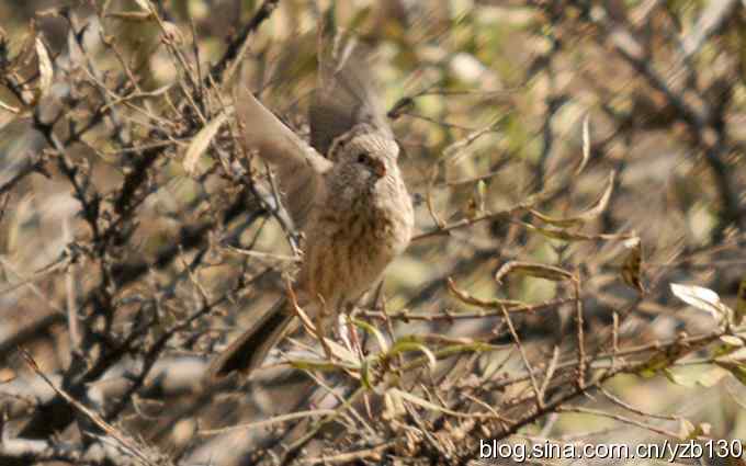 求鸟名，朱雀雌鸟？（组图）