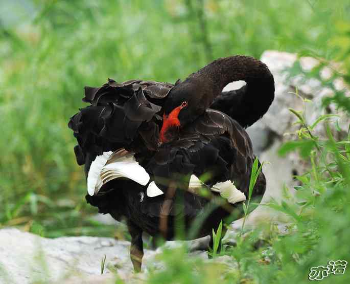 圆明园&nbsp;wbr路&nbsp;wbr黑天鹅梳羽