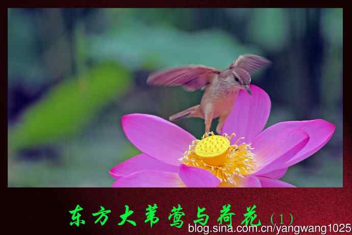 东方大苇莺与荷花（1）