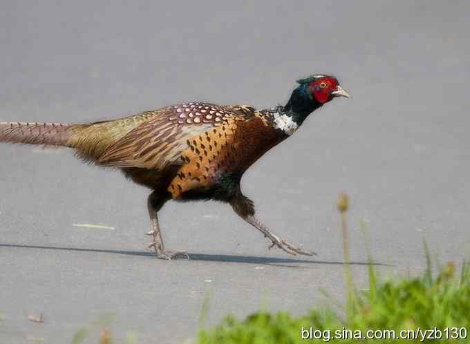 闲庭信步环颈稚（组图，21张图片）