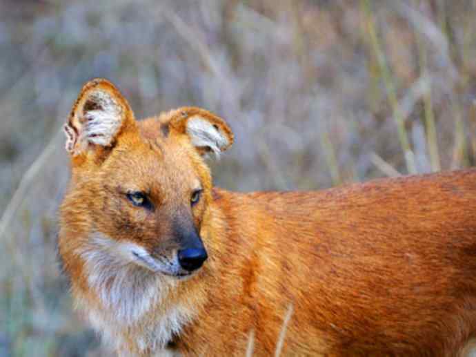 犬科：薮犬亚科豺属之豺