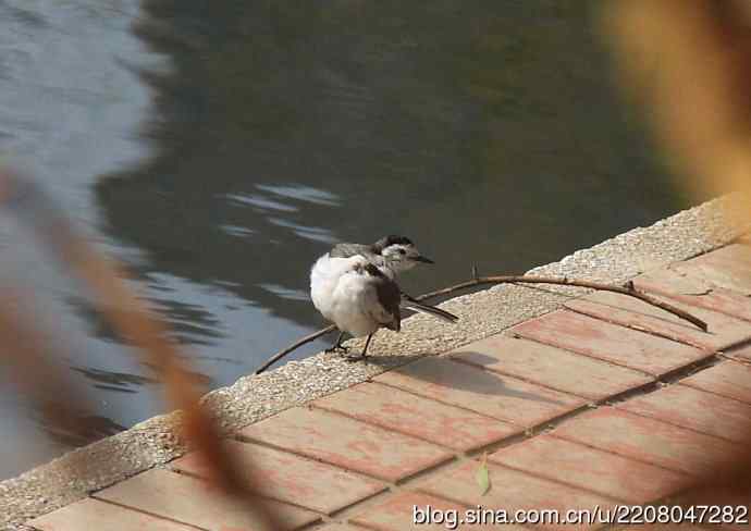 151.圣诞节送上12月份拍新鸟 151.圣诞节送上12月份拍新鸟