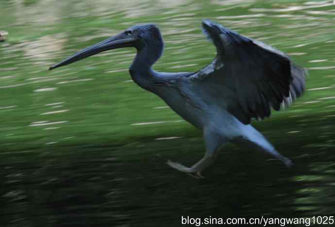 再拍大鹈鹕 wbr2