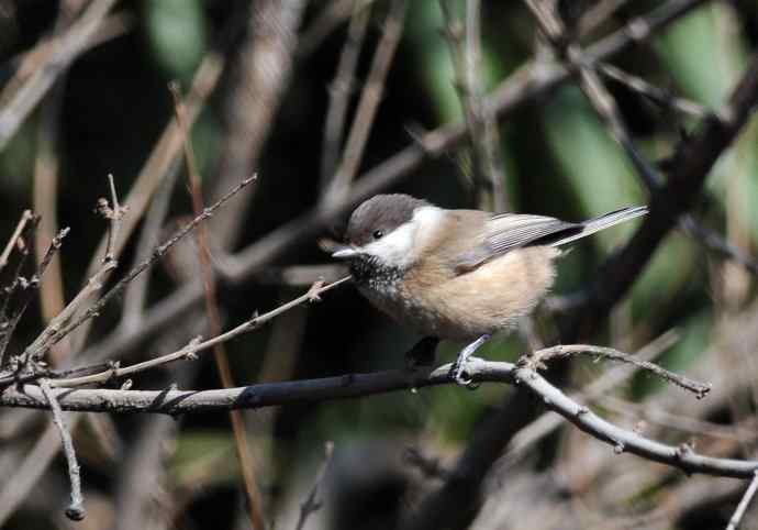 大年初一好收获（褐头山雀记录版）