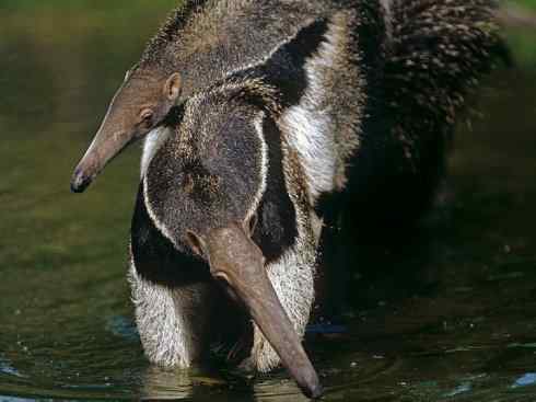 盘点十二大著名食蚁动物:食蚁兽 盘点十二大著名食蚁动物:食蚁兽