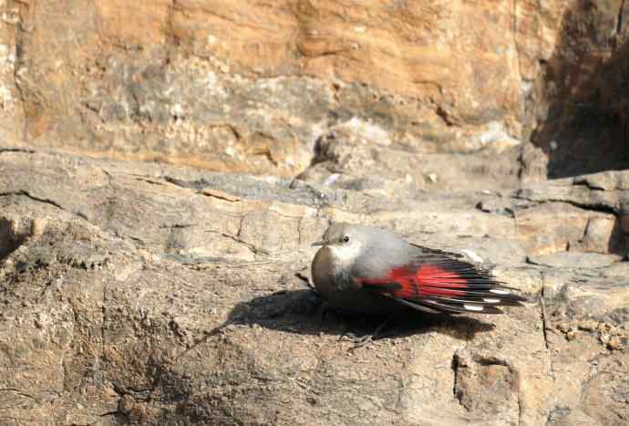 红翅悬壁灵动无比 红翅悬壁灵动无比