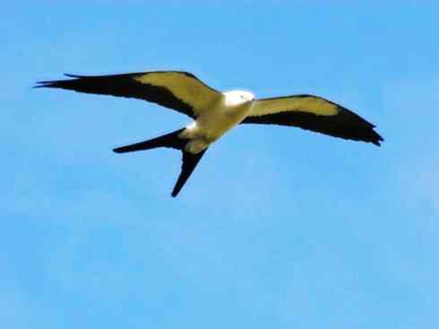 白头鸟系列：另类的美丽（燕尾鸢）