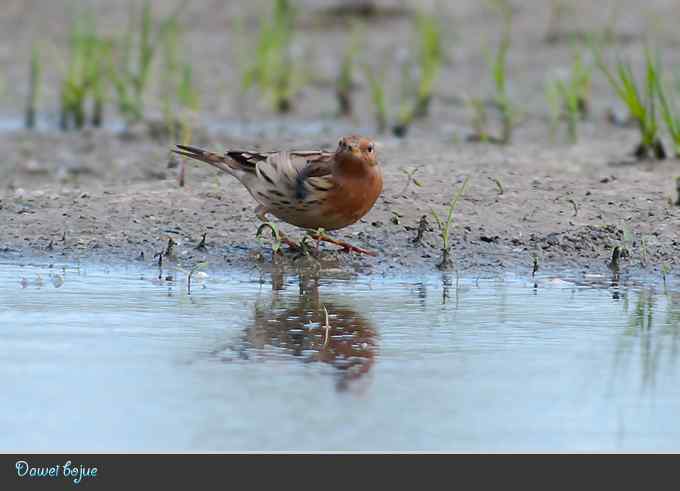 蒙古沙鸻和红喉鹨