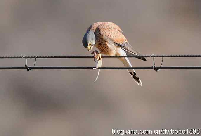 捉老鼠的红隼和白河峡谷的鸟儿