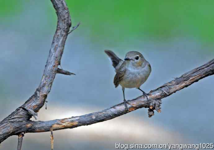 雌性红喉姬鹟(1) 雌性红喉姬鹟(1)
