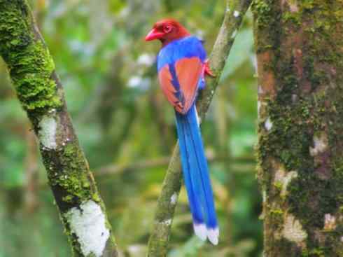 美丽无罪：雀鸟之绿鹊