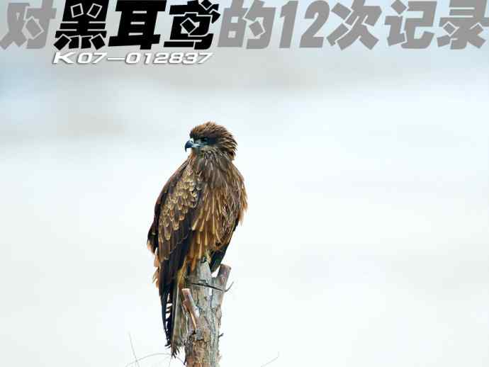 对黑耳鸢K07-012837的12次记录 对黑耳鸢K07-012837的12次记录