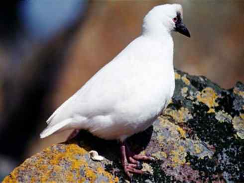 奇特的盔：白鞘嘴鸥