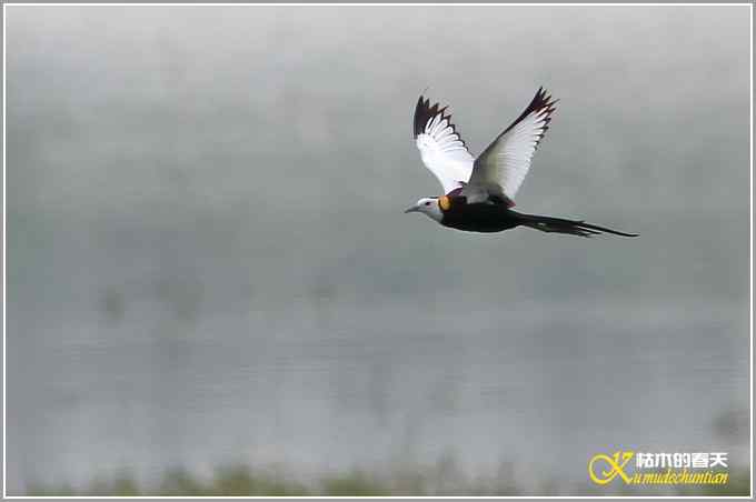 记录鈥溗翕潯菊掌