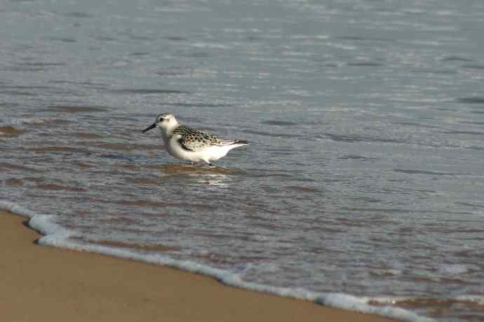 摄鸟拾趣（五） wbr三趾鹬 wbr2008.09