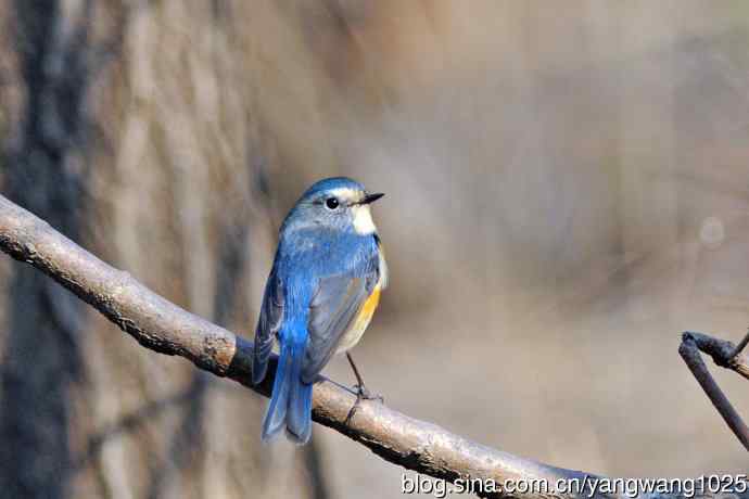 雄性红胁蓝尾鸲（22）