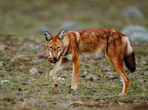 犬科:犬亚科犬属之西门豺、侧纹豺(胡狼类) 犬科:犬亚科犬属之西门豺、侧纹豺(胡狼类)