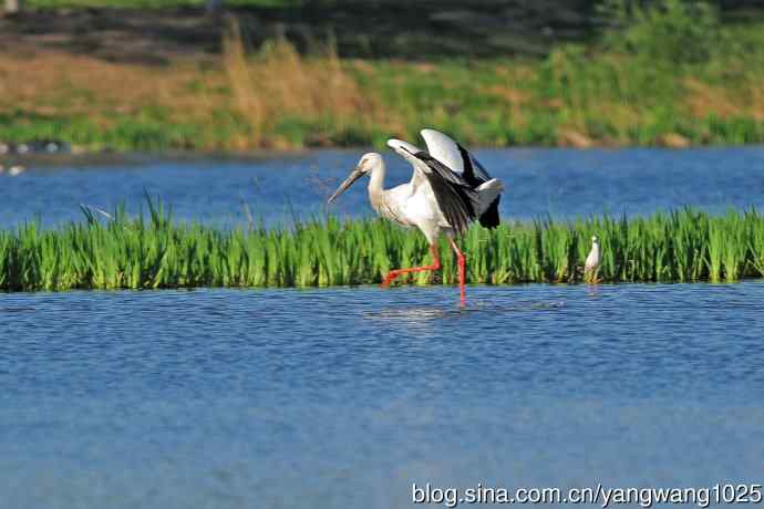 饱餐后的东方白鹳