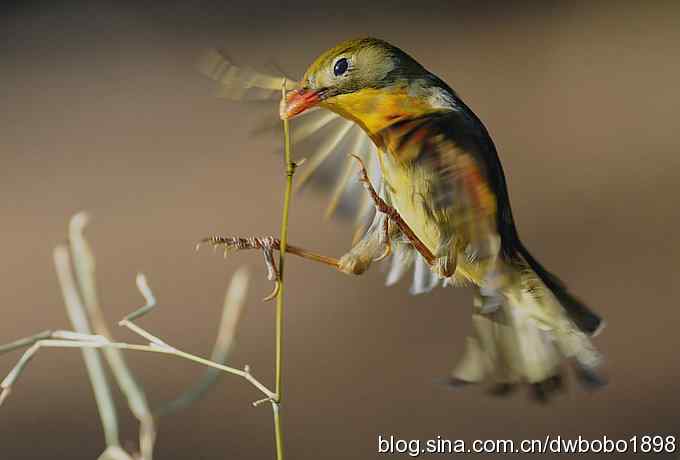 相思趣拍 贺三八国际妇女节