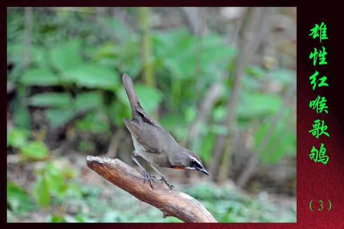 北京天坛公园的鸟类——雄性红喉歌鸲（3）