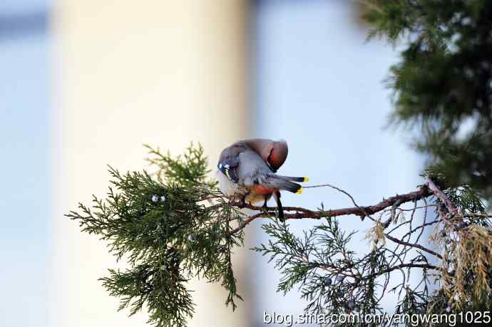 美吗?（太平鸟梳理篇）3