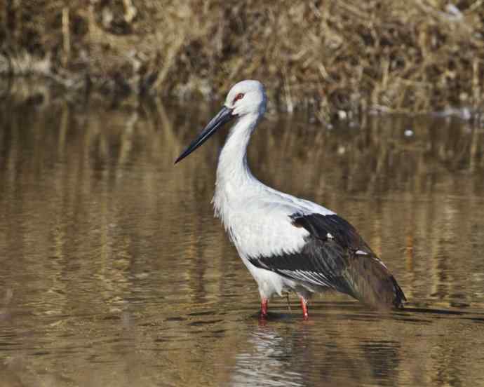北京野鸟摄影——东方白鹳
