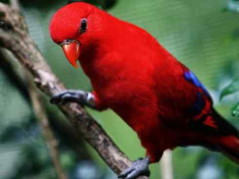 极品红色鸟类：红色吸蜜鹦鹉