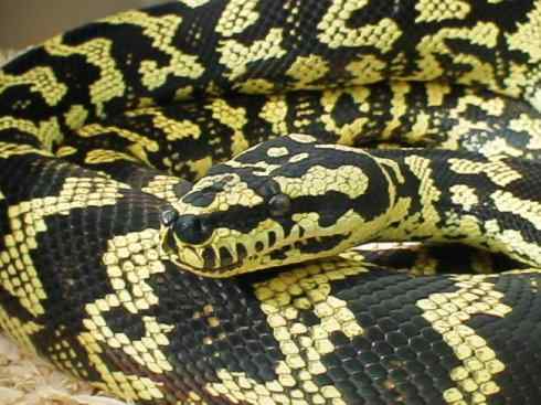 龙：传说的兽原型探秘（树蟒类）