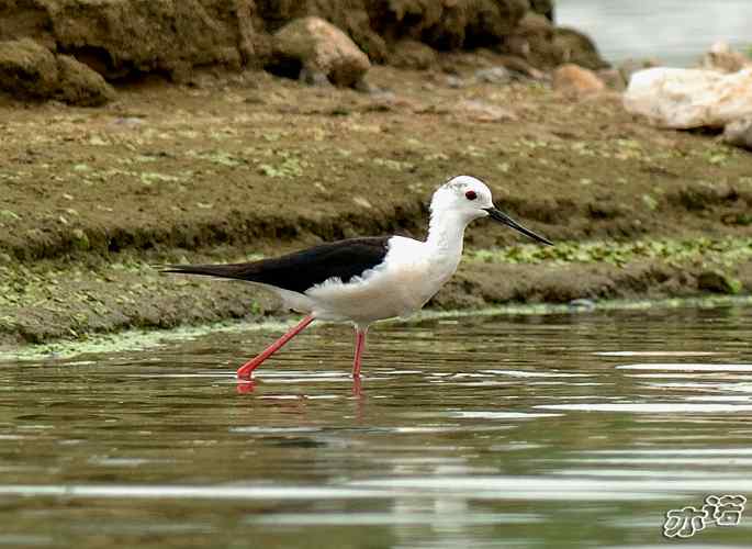北京沙河&nbsp;wbr路&nbsp;wbr黑翅长脚鹬和扇尾沙锥