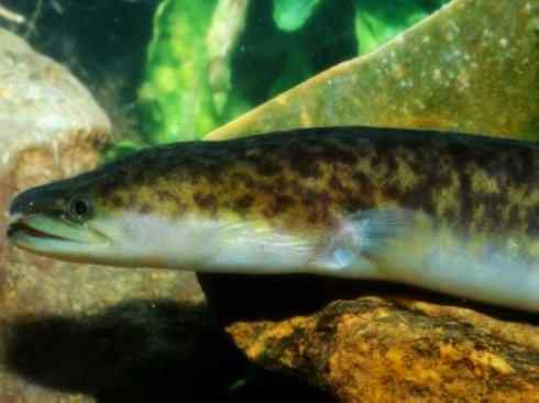 自然奇观：动物大迁徙(鳗鱼)