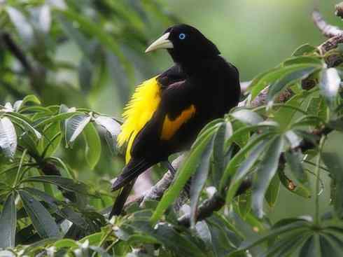 奇特的盔：拟椋鸟