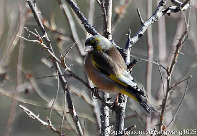 它的名字叫金翅